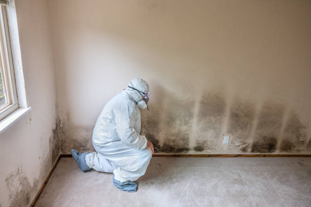 Mold Testing St Petersburg FL